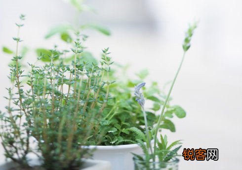 办公桌上放盆栽缓解压力抗疲劳