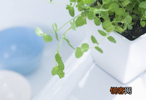 办公桌上放盆栽缓解压力抗疲劳