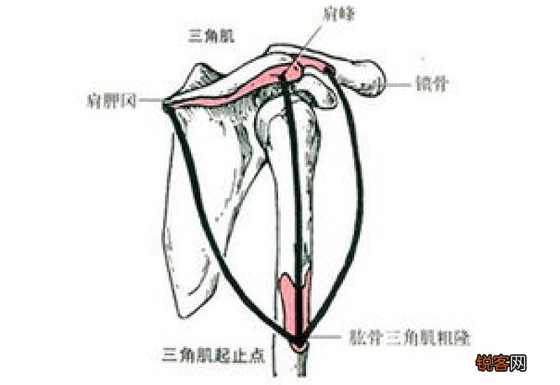 三角肌后束锻炼方法