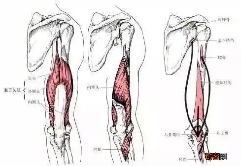 肱二头肌怎么拉伸