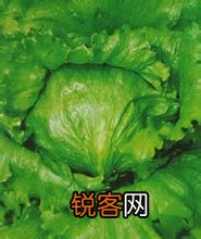 生菜健康饮食百科