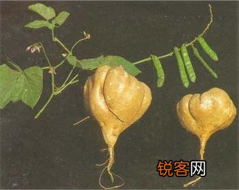 土瓜的功效与作用