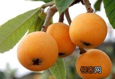 枇杷各部位的功效与作用