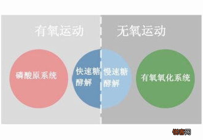有氧运动和无氧运动的项目