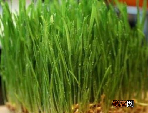 麦芽糖菜怎么炒 麦芽糖菜怎么做好吃全集