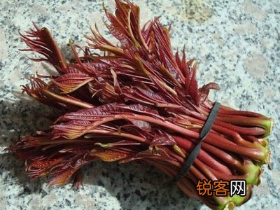 香椿的营养价值和食用禁忌