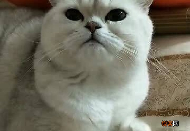 猫咪把猫粮吐出来了