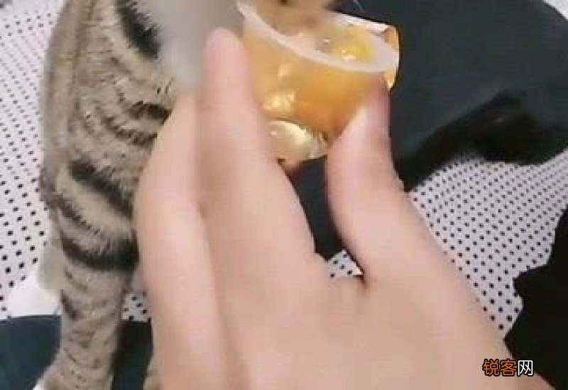猫能不能吃果冻