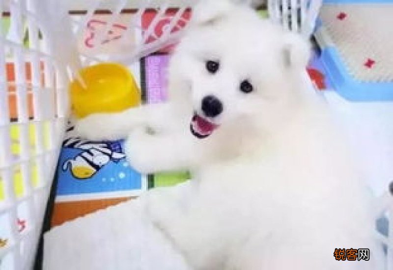 狗狗接种疫苗的时间表21天