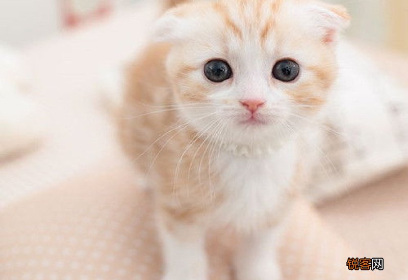猫咪吃什么猫粮拉屎不臭