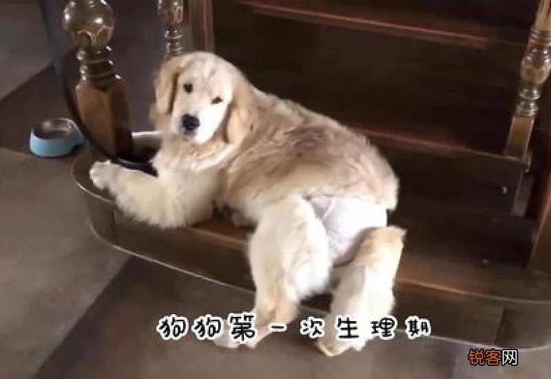 狗狗经期注意事项