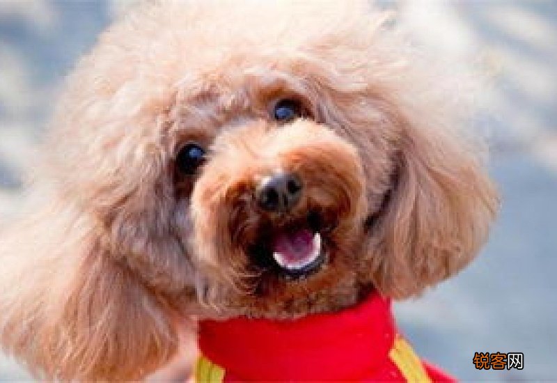 狗狗天生就有狂犬病毒吗