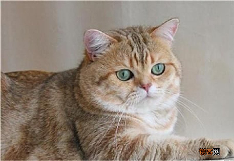 猫咪眼睛有一层膜怎么办