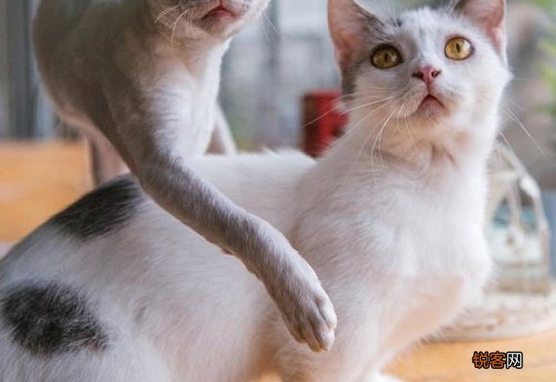 猫见不到人就一直叫怎么办