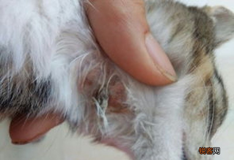 猫喉咙两侧有两个疙瘩