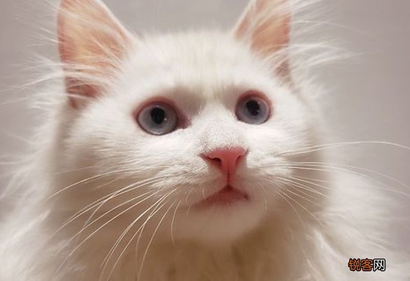 白色的土猫是什么品种