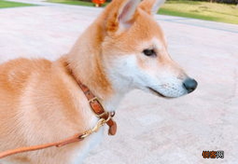 好的柴犬没有尴尬期吗