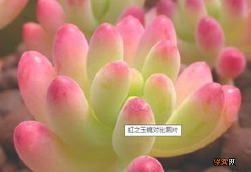 红稚莲锦和红稚莲区别