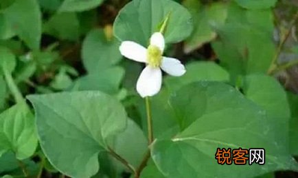 蕺菜的药用功效