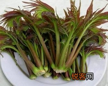 香椿的药用价值