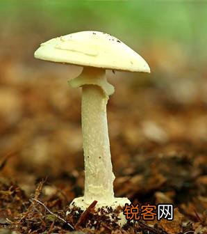 食物中毒后早期发现和处理