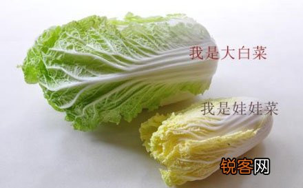 大白菜PK娃娃菜