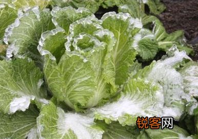 受冻白菜会引起中毒