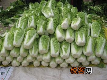 冬天储存大白菜的方法