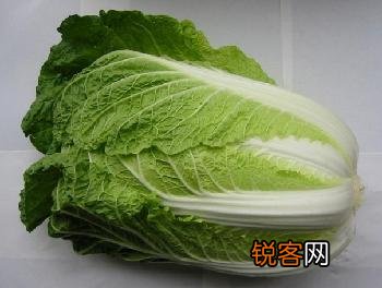 大白菜如何选购