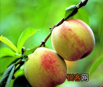夏天吃桃子的好处与禁忌