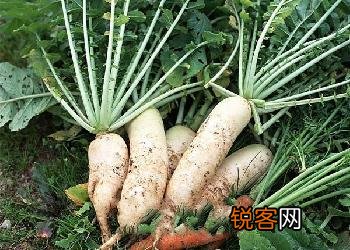 怎样储藏萝卜不会糠
