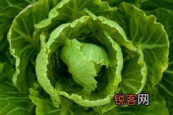 什么卷心菜不能买