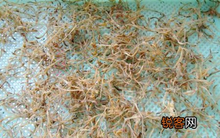 生活中必不可少的中药