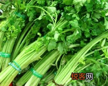 如何挑选新鲜的芹菜