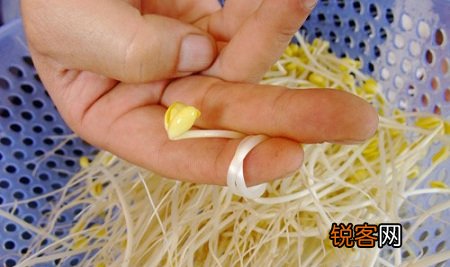 如何识别化肥豆芽