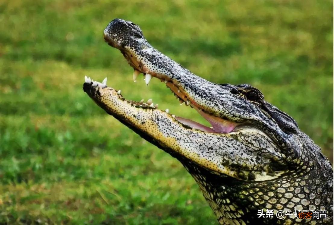 史前十大咬合力最强生物 咬合力最强的动物排名前十