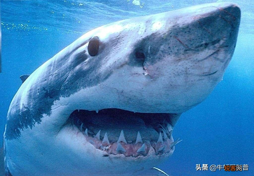 史前十大咬合力最强生物 咬合力最强的动物排名前十