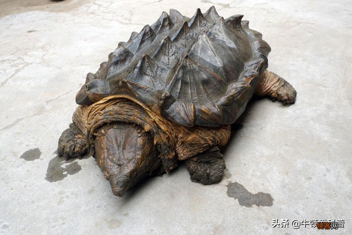 史前十大咬合力最强生物 咬合力最强的动物排名前十