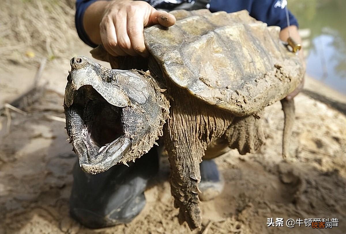 史前十大咬合力最强生物 咬合力最强的动物排名前十