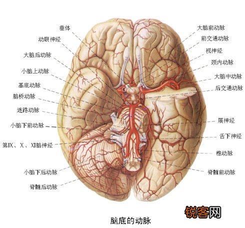 12大补脑健智的日常食品