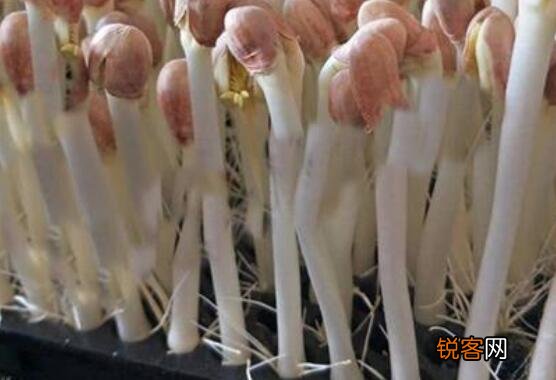 花生芽哪些人不能吃 吃花生芽的禁忌