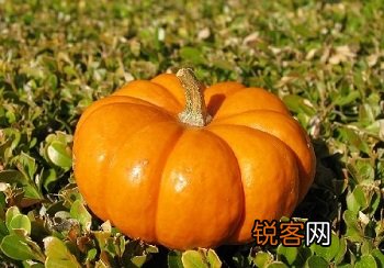 南瓜的营养与药用价值