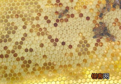 蜂胶含一定量的铅 不宜长期服