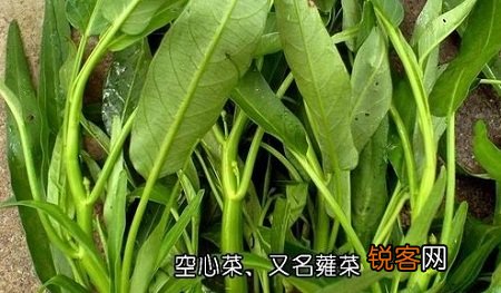 蕹菜的营养价值