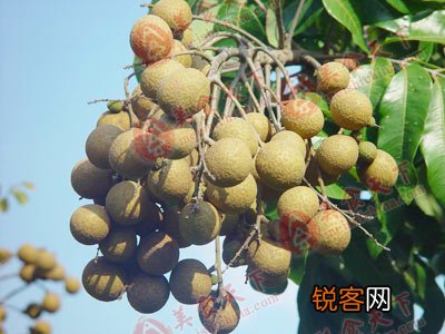 春季最适合吃的十五种食物