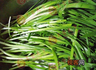 春季最适合吃的十五种食物