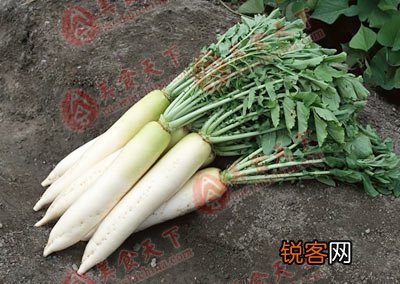 春季最适合吃的十五种食物