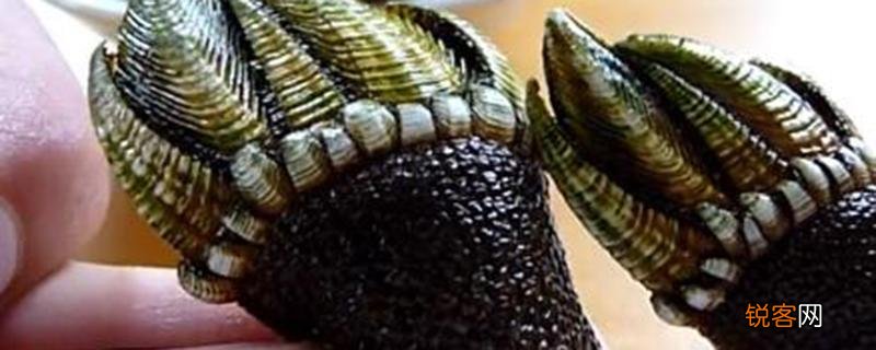 佛手螺是动物还是植物 鹅颈藤壶和佛手螺一样吗!
