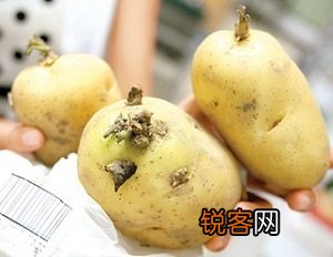 土豆发芽了还能吃吗