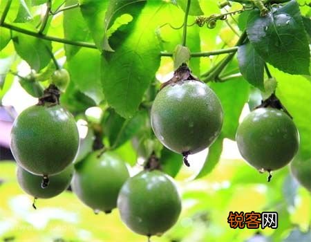 夏季炎热喝什么好，罗汉果炖雪梨可防“化痰止咳”
